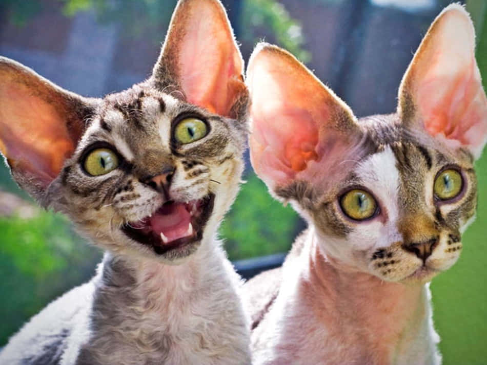 To sphynx katte smiler og ser på kameraet