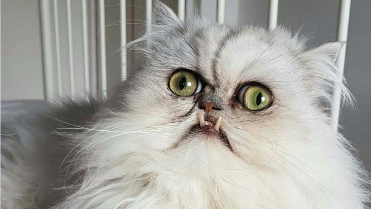 En hvid kat med grønne øjne sidder i en bure