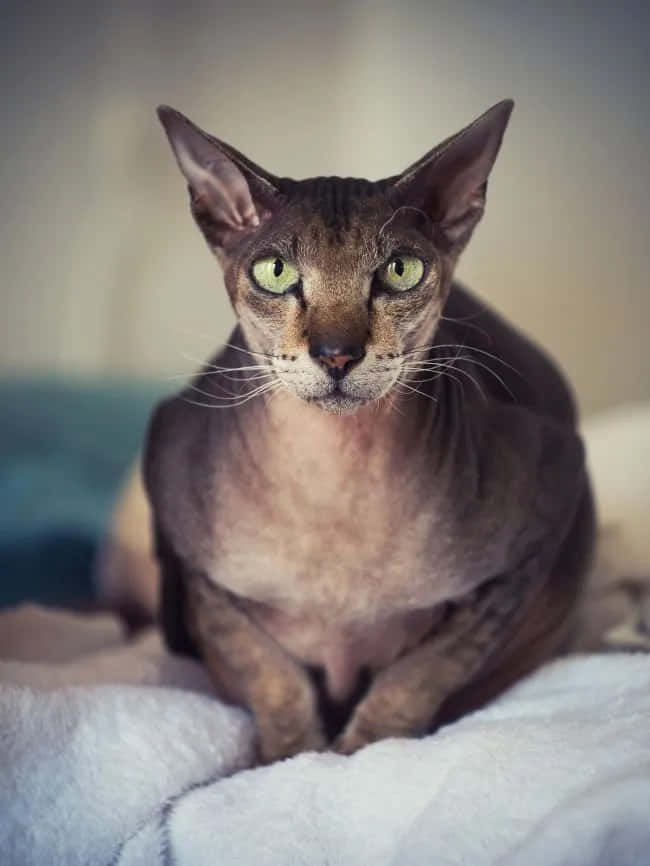 A Cat Sitting On A Bed With Green Eyes