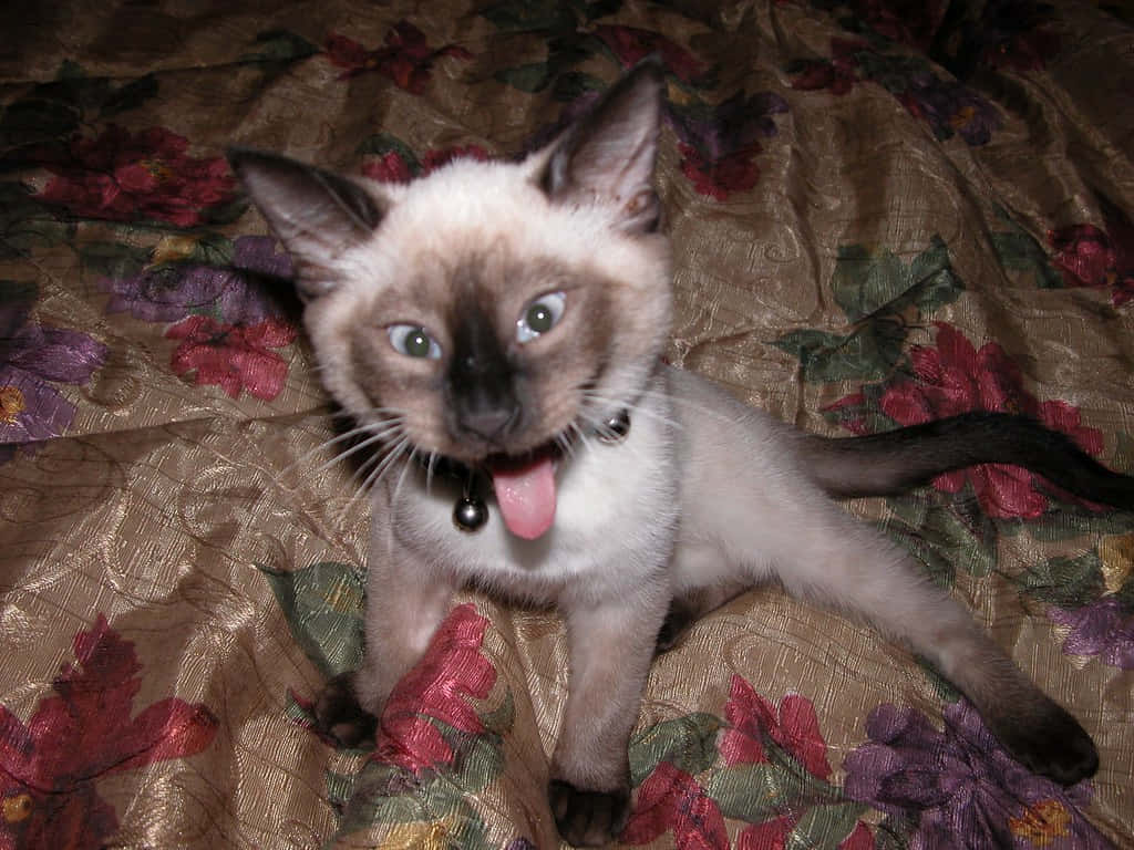 Mød grimme Cat, Den mest søde grimme Cat!