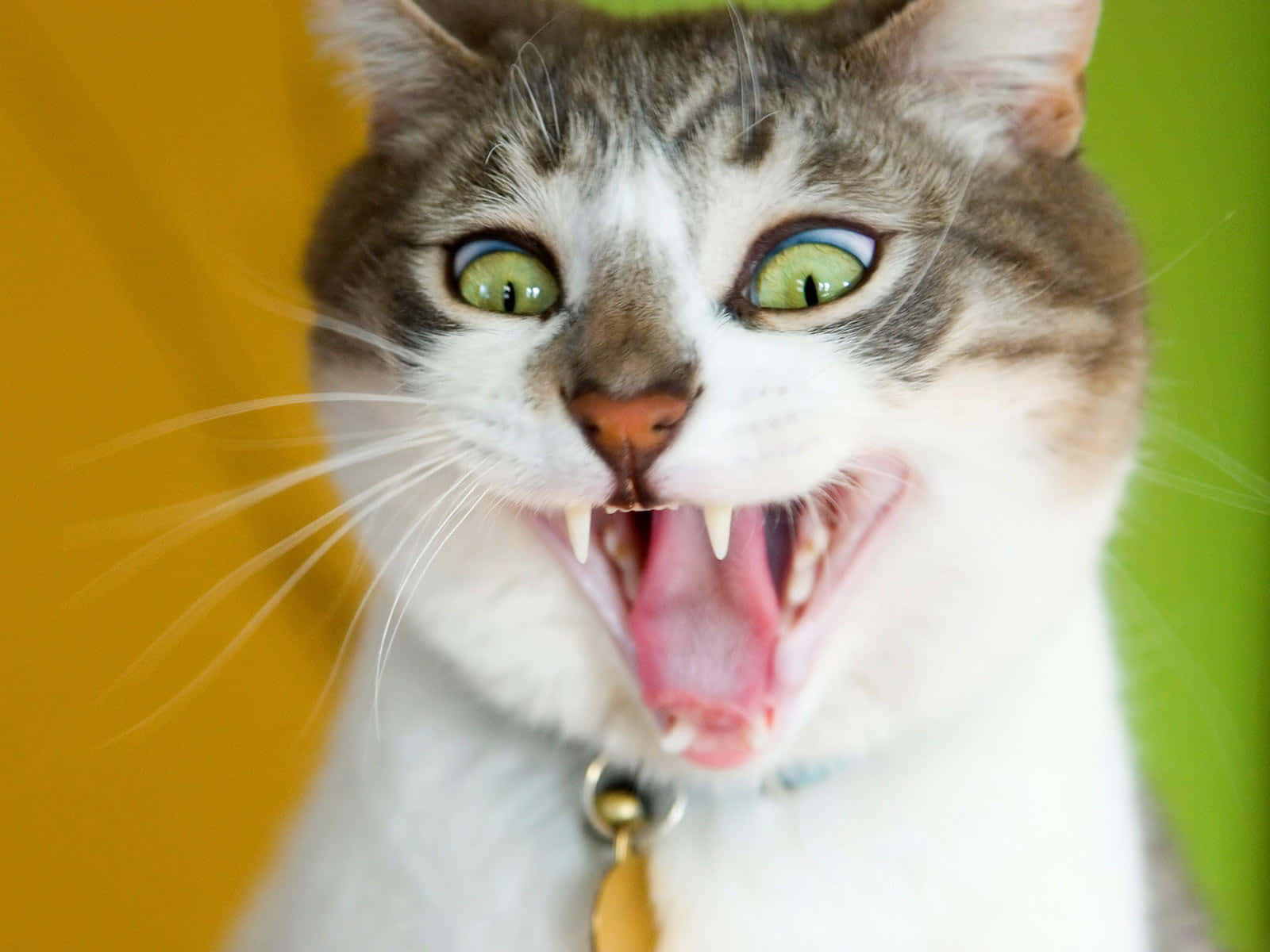 En kat med munden åben og tænder, der vises.