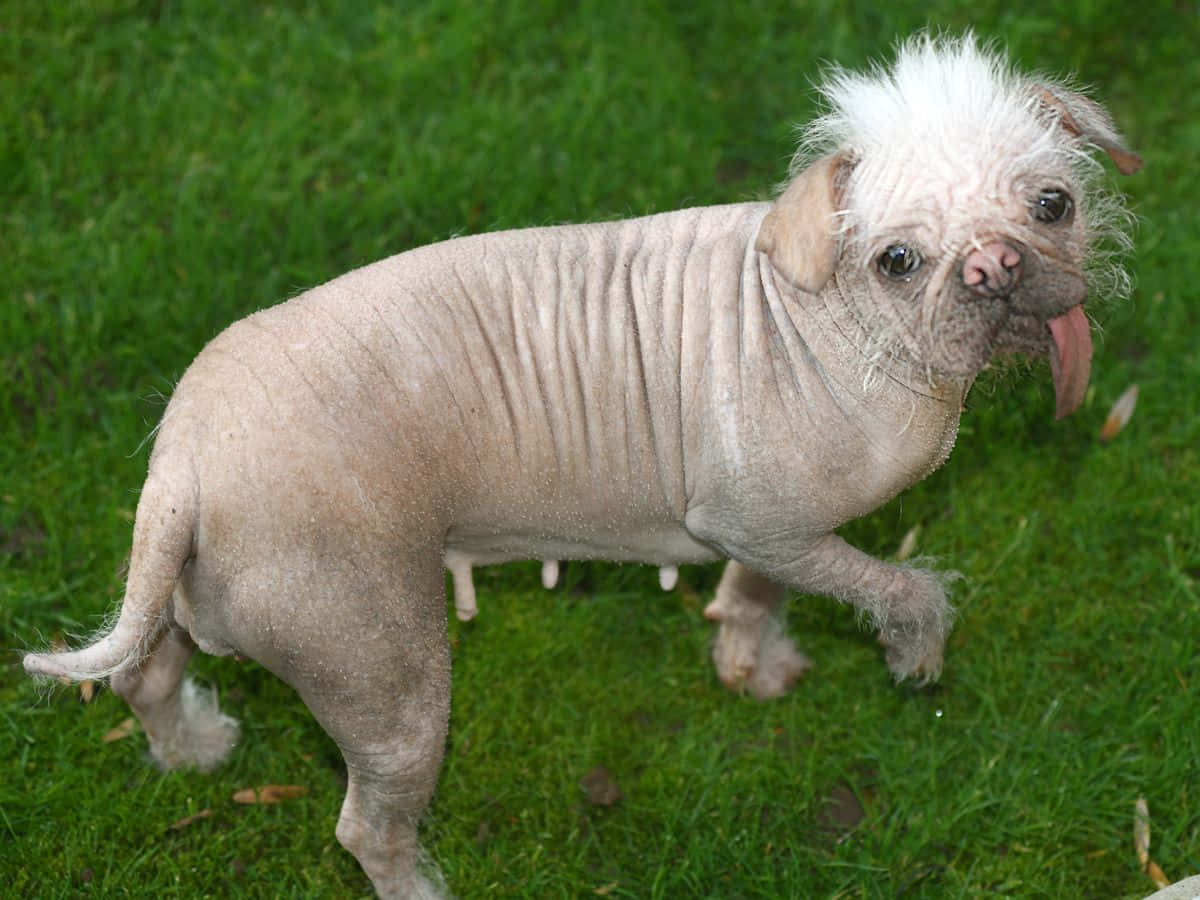 100+] Ugly Dog Pictures | Wallpapers.com