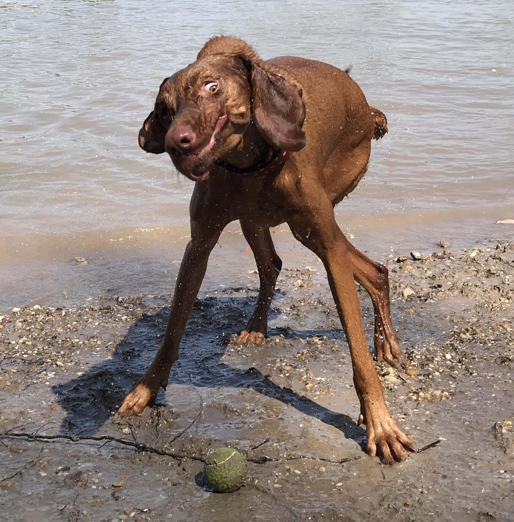 Vizslahässlicher Hund Strandbilder
