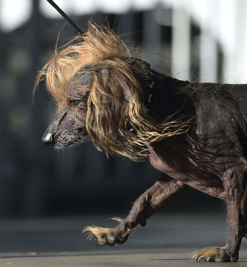 Billeder af den kinesiske Cresteds grimme hund