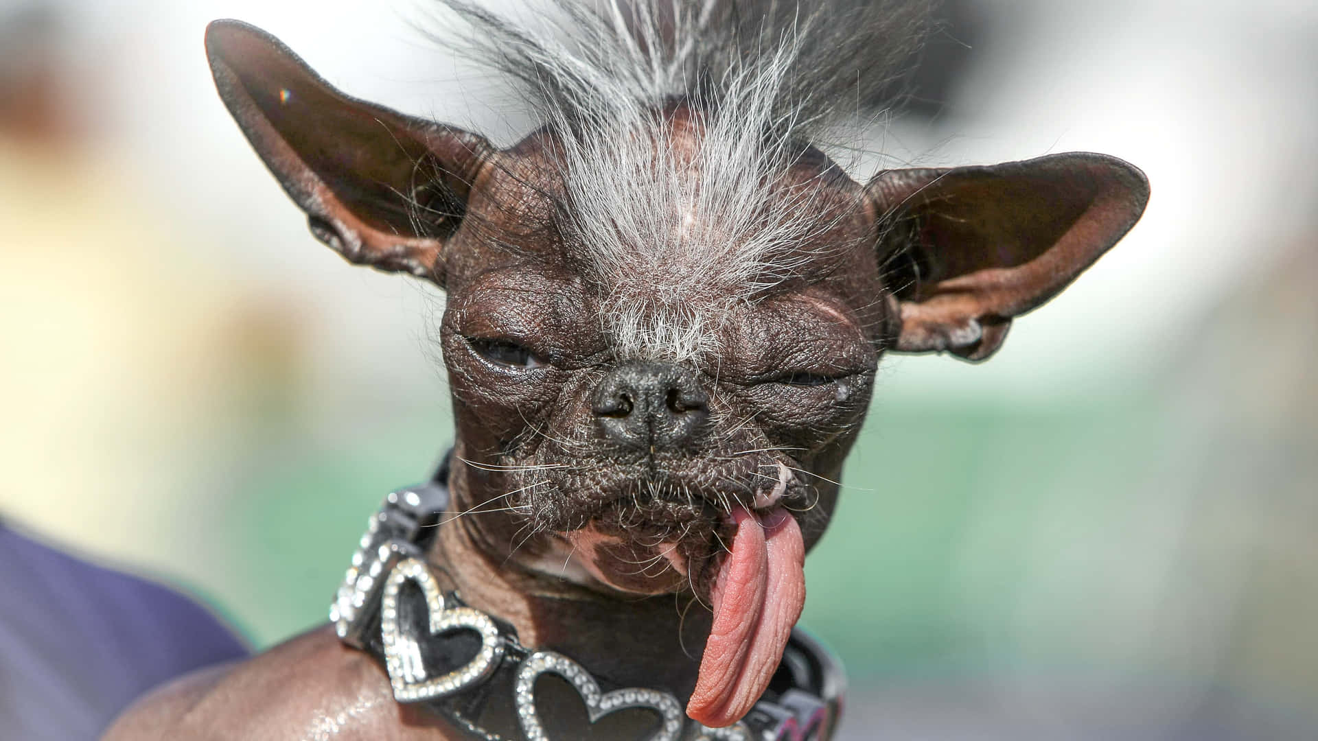 100+] Ugly Dog Pictures | Wallpapers.com