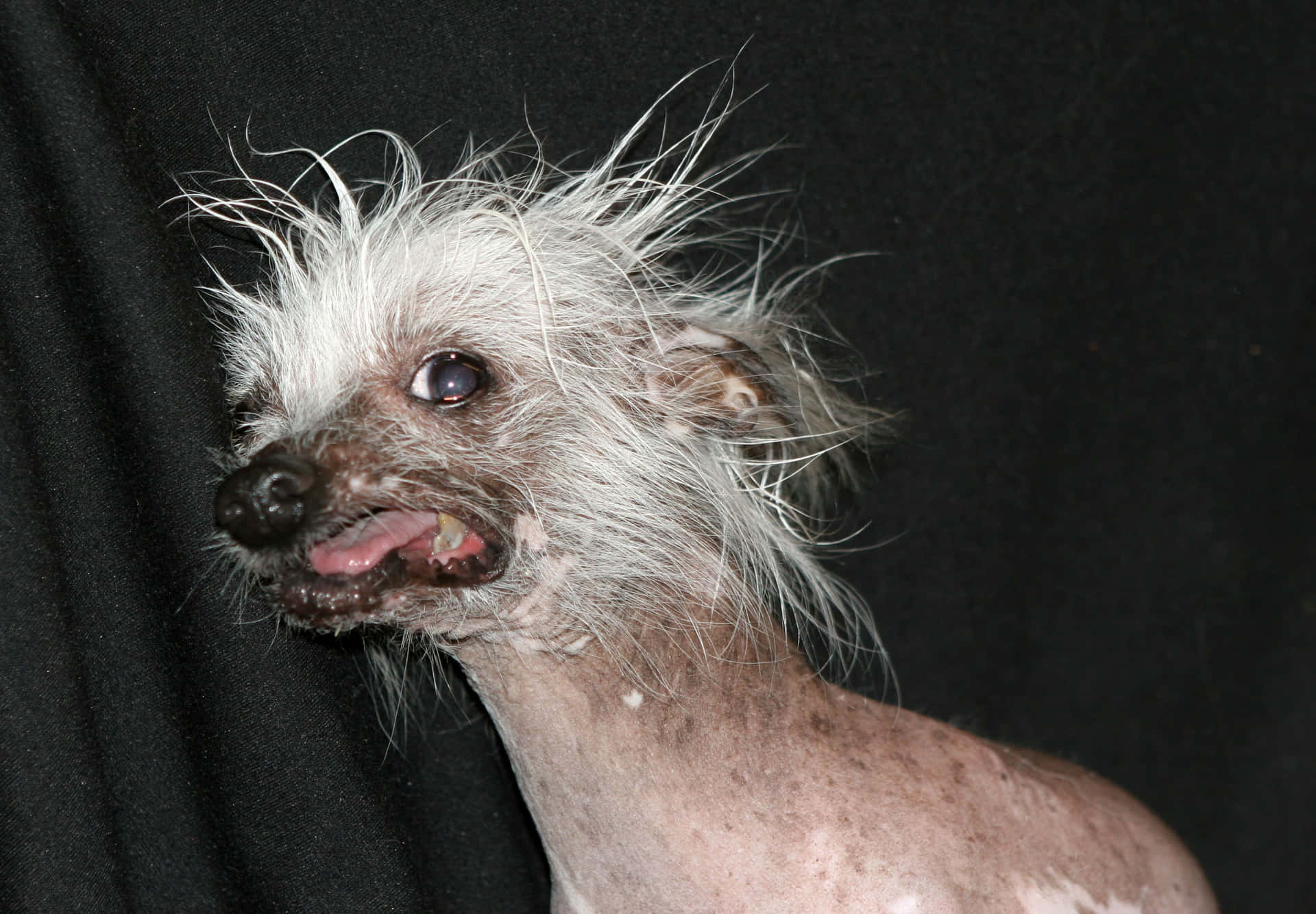 ugly hairless dog