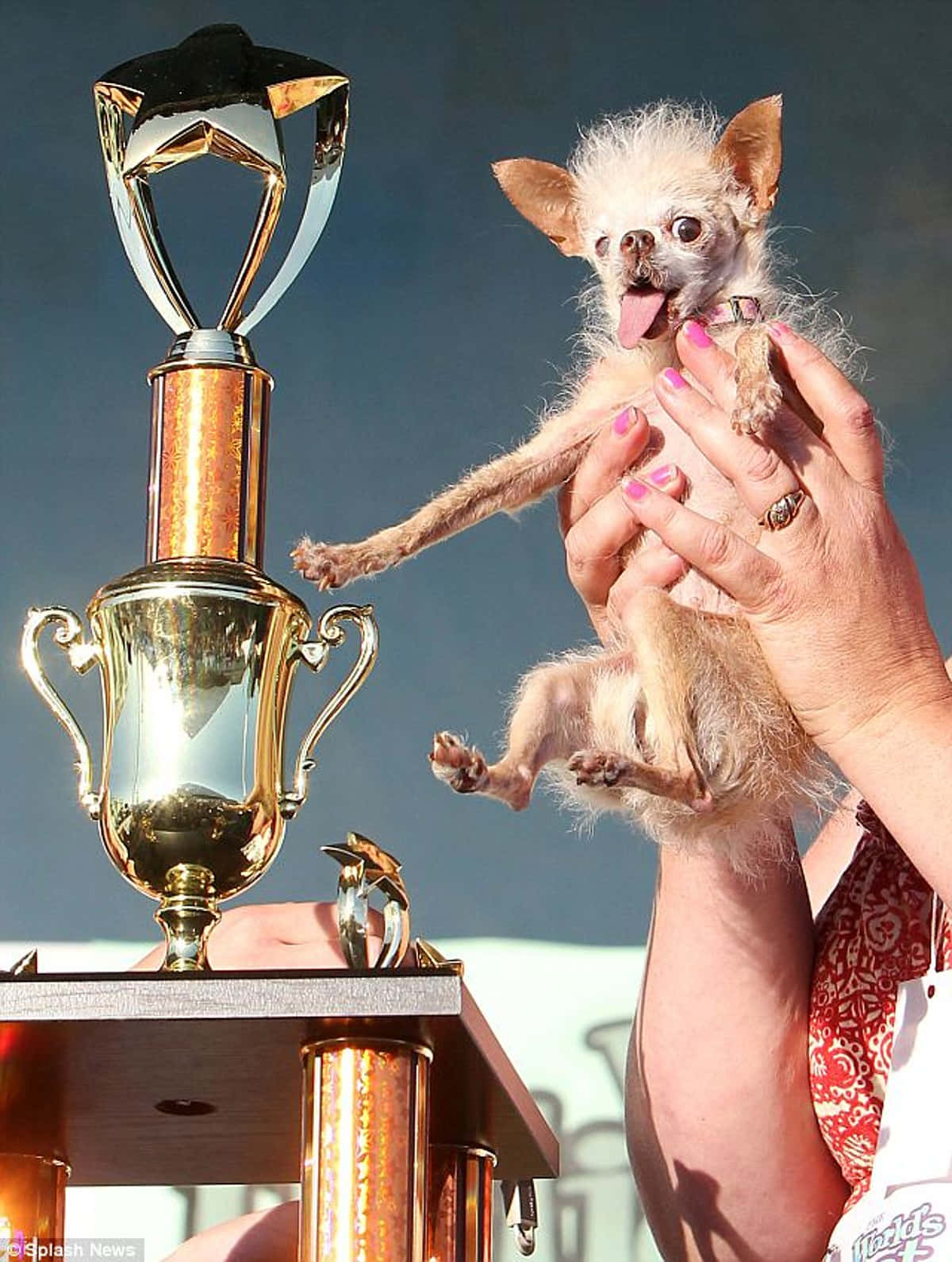 Most Ugly Dog Trophy Pictures