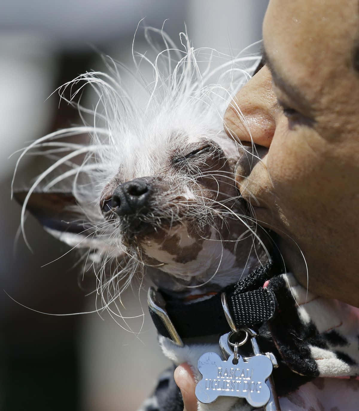 Martha grimme hund kysset af sin ejer billeder
