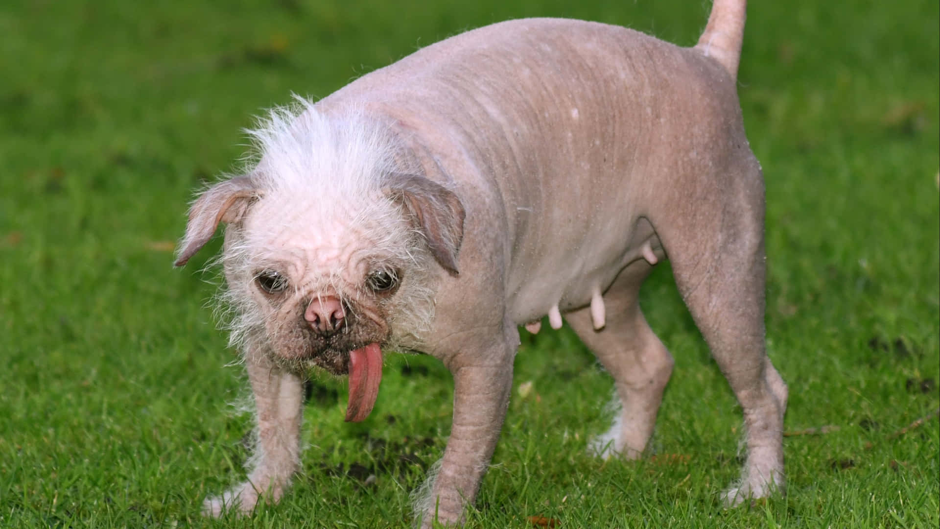 Britain Female Ugly Dog Pictures