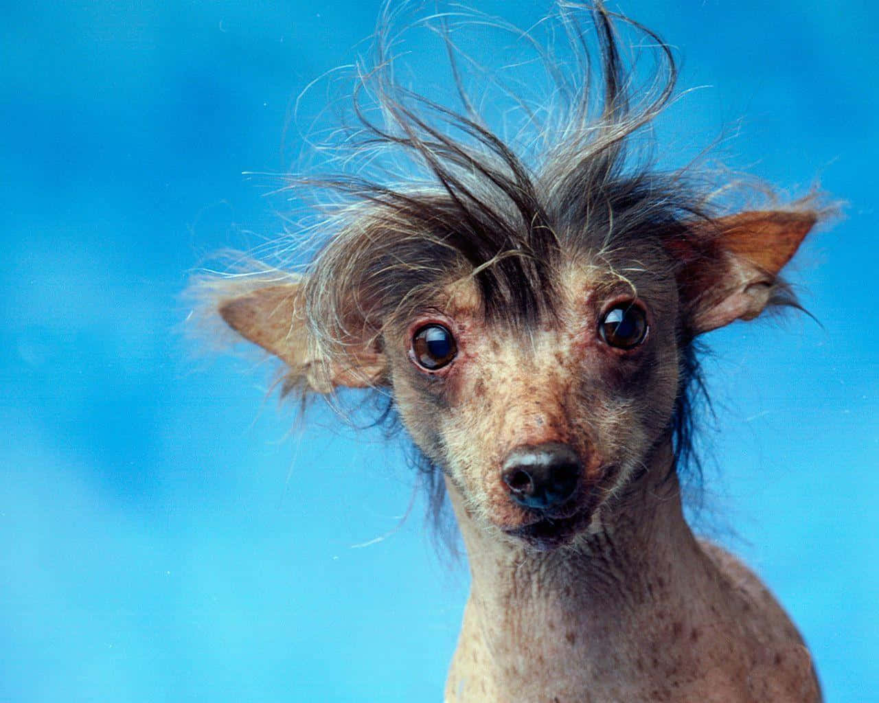 Harley Chinese Crested Ugly Dog Pictures