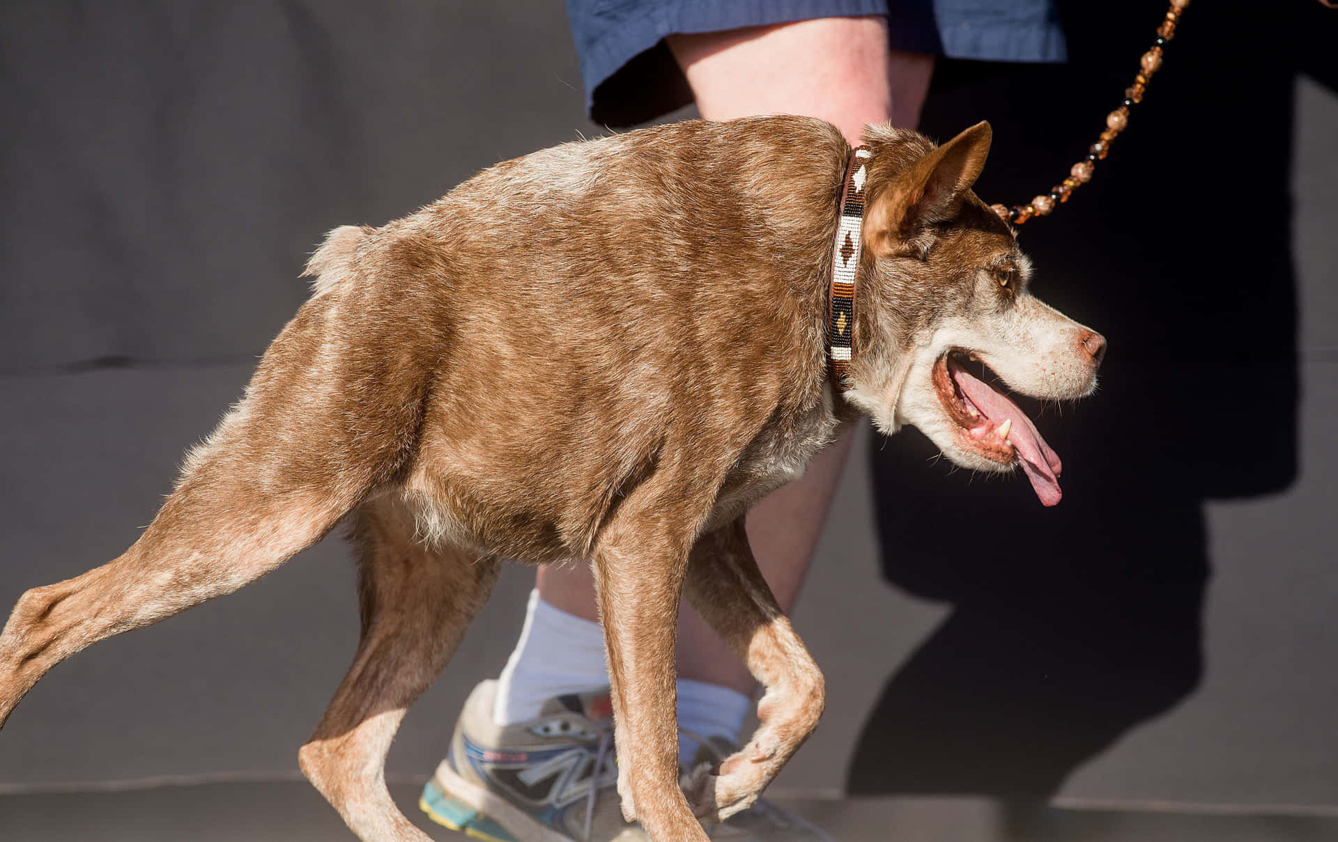 Verformtemischlingshunde Mit Hässlichen Bildern