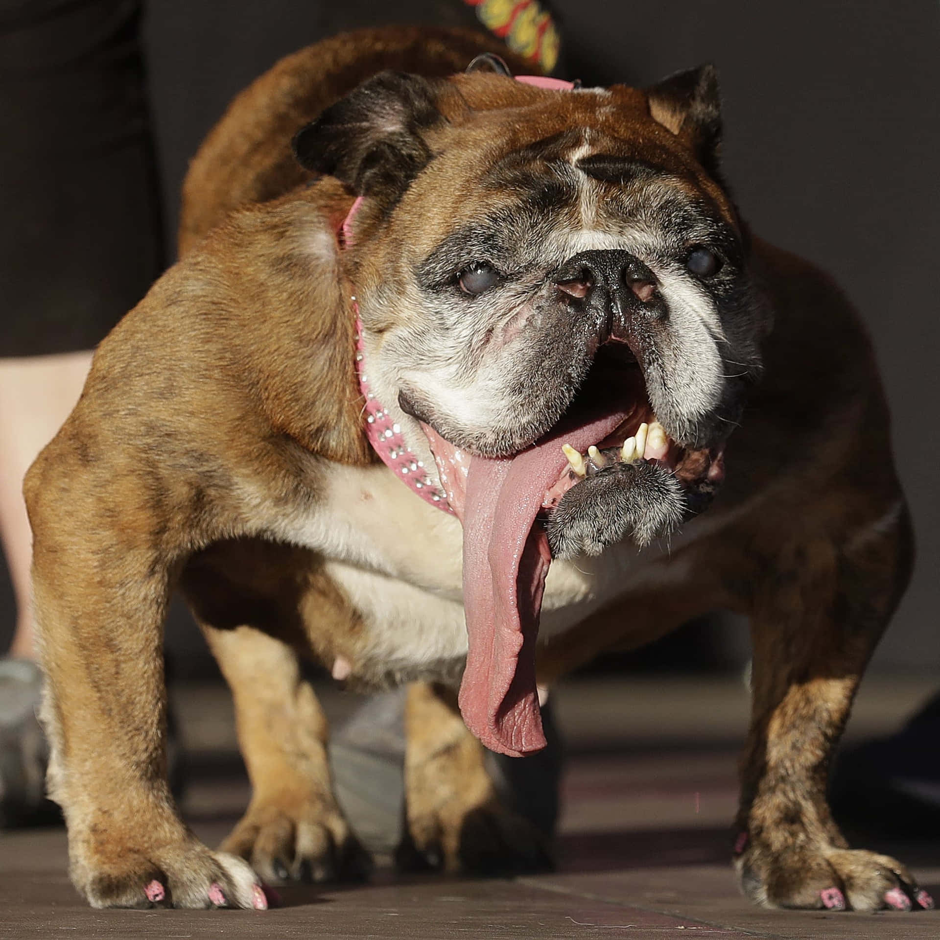 Engelsk Bulldog grimme hunde billeder Tapet