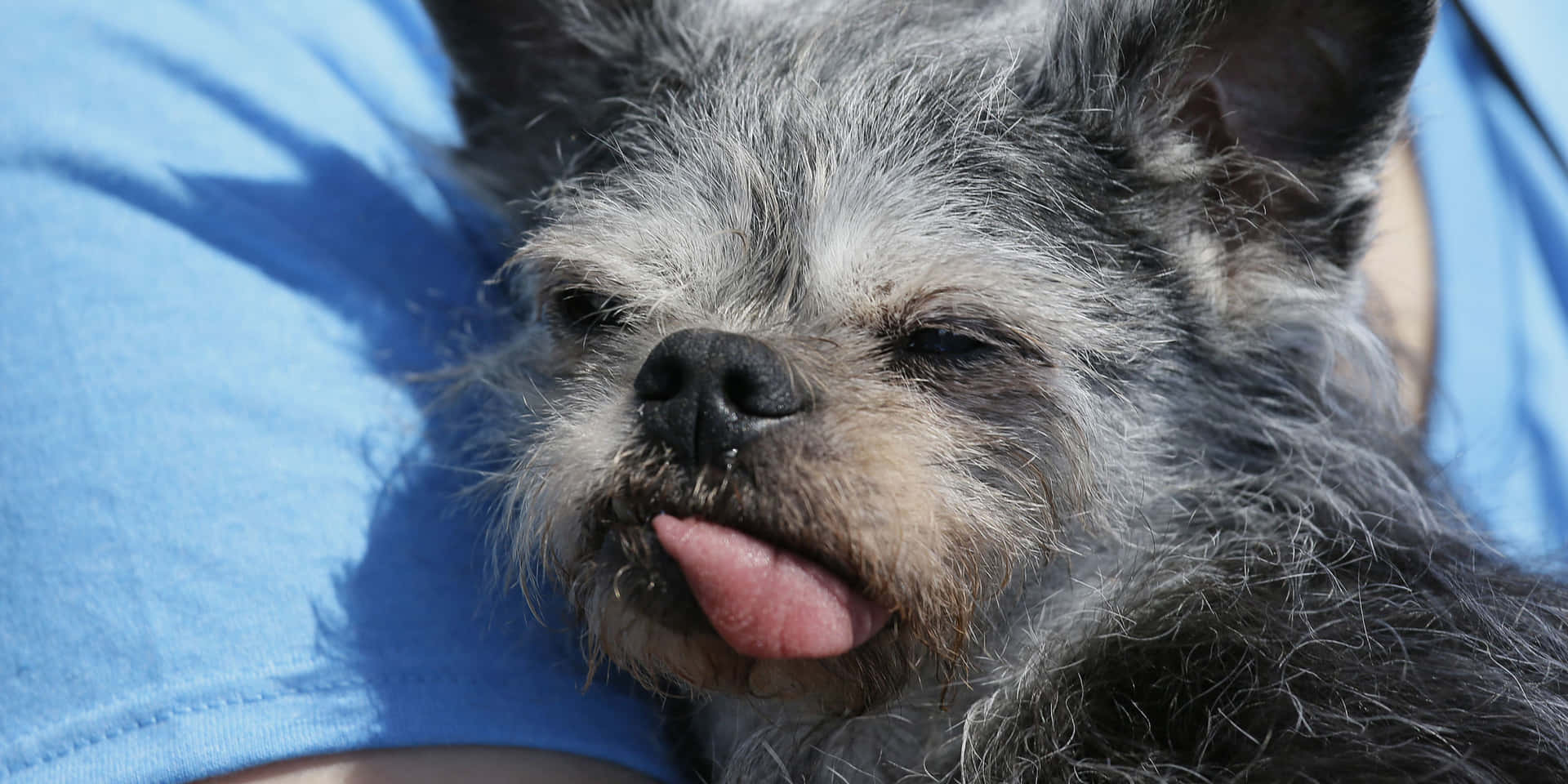 Pugapoo Ugly Dog Tongue Pictures