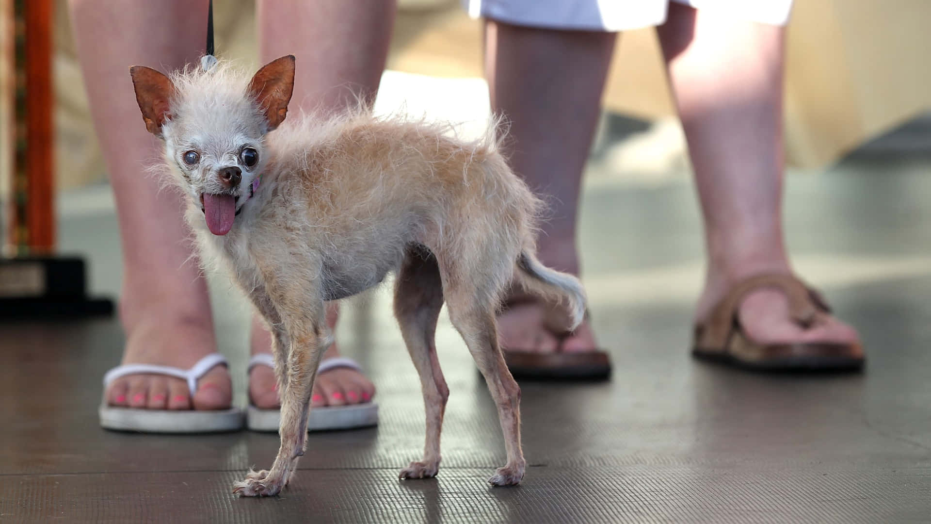 Malnourished Chihuahua Ugly Dog Pictures