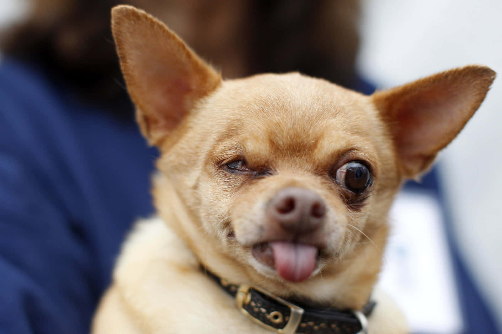 Corgi-Chihuahua One Eye Ugly Dog Pictures