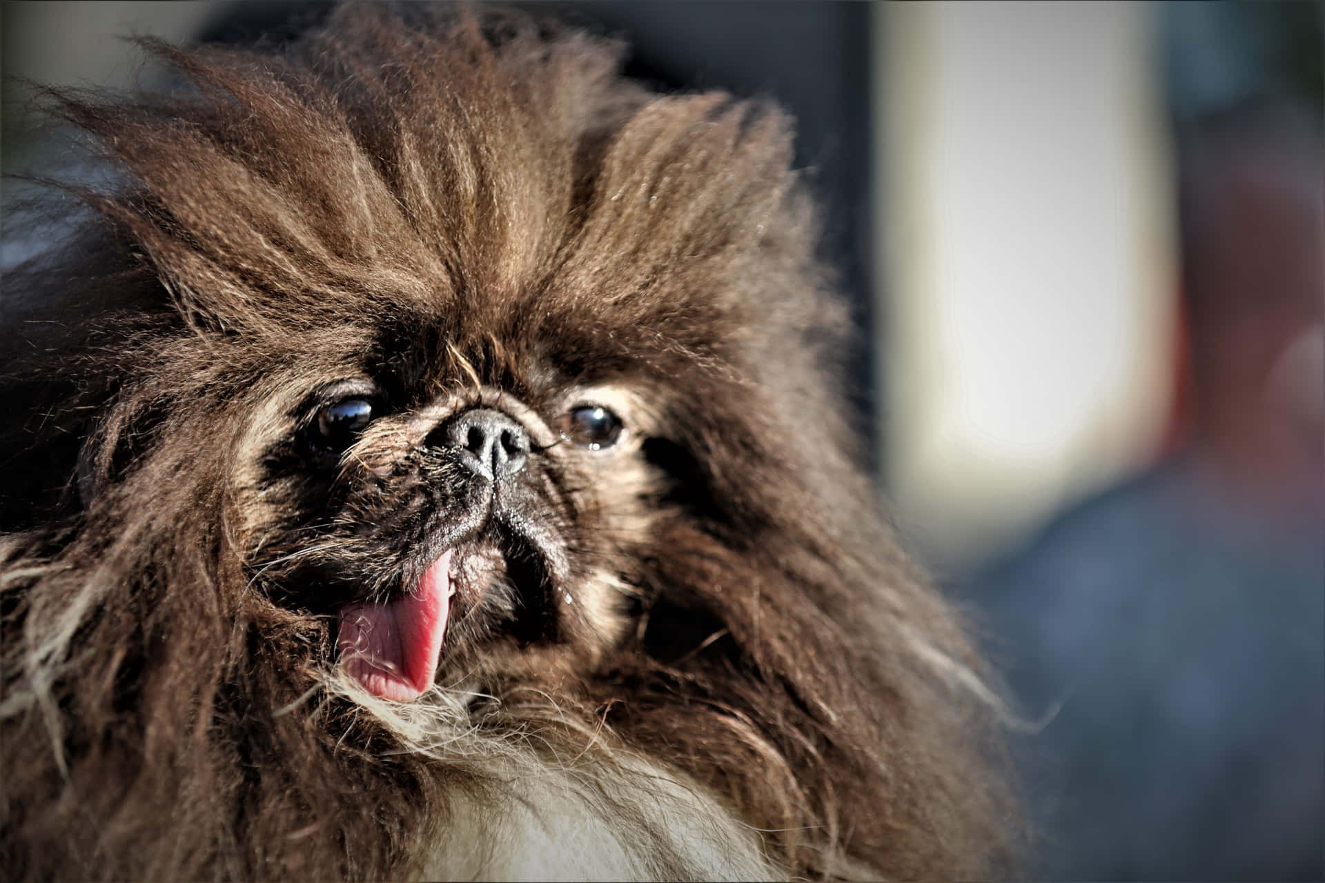 Brown Pekingese Ugly Dog Pictures