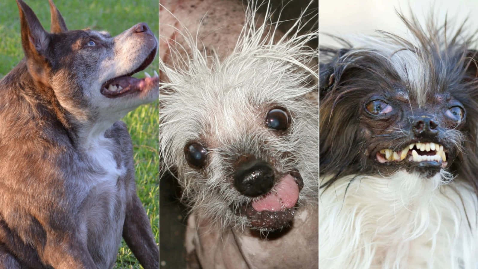 A display of distinctive canine charm - Ugly Dogs