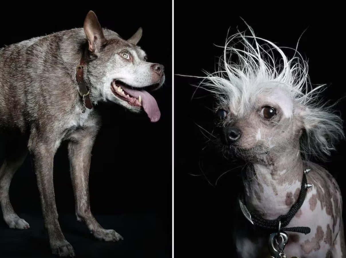 Uønsket Hunde Husky og Chihuahua Billede Wallpaper