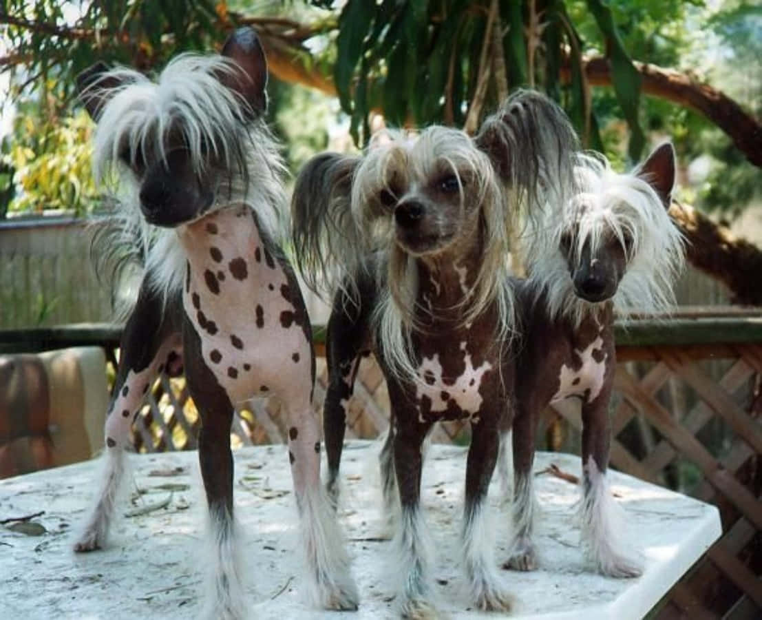 Billede Tapet af Hairless Chinese Crested Wonder Ugle Hunde