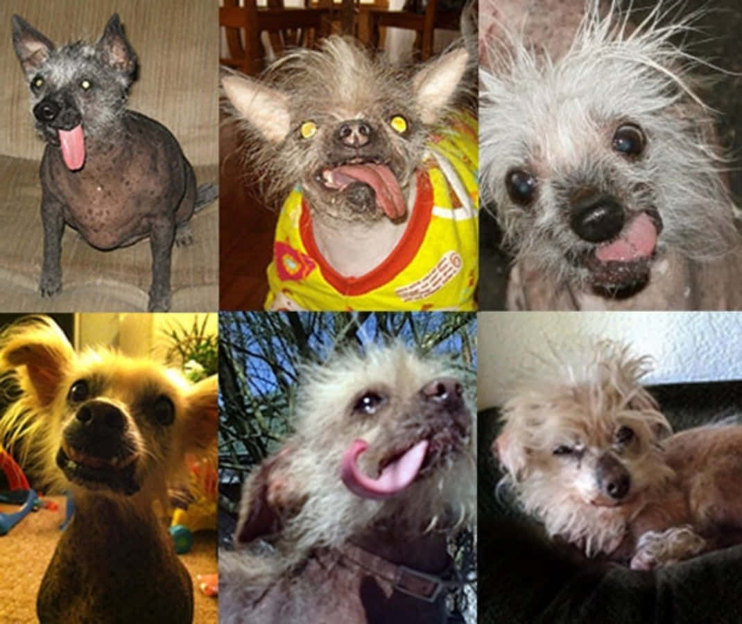 Charming Unconventionality: An Adorable Assembly of Ugly Dogs
