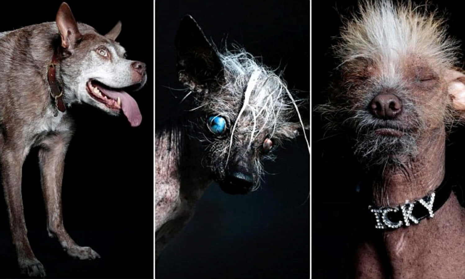 The Incredible Charm of Ugly Dogs