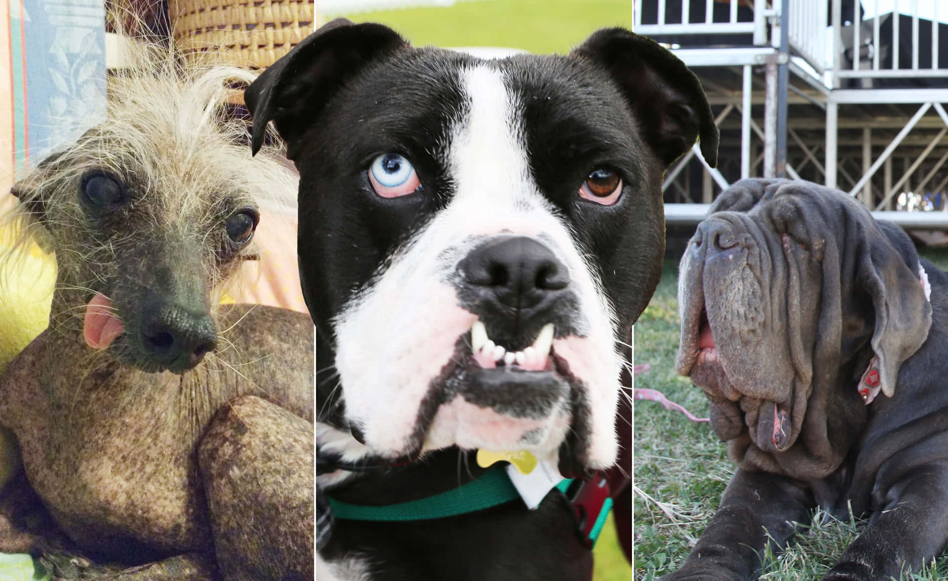 Captivating Canine Curiosities: The Charm of Ugly Dogs