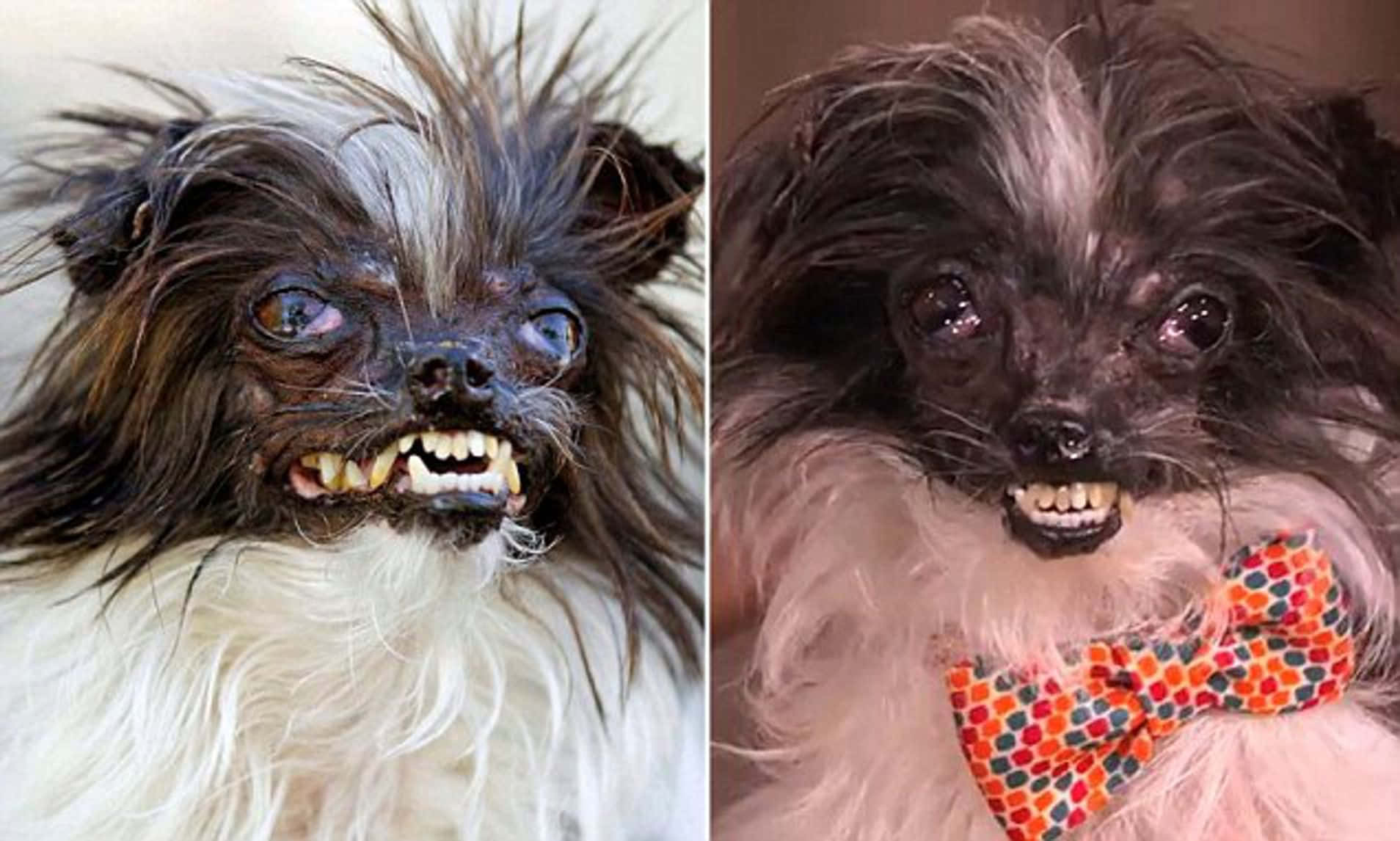 Creepy Ugly Dogs Face