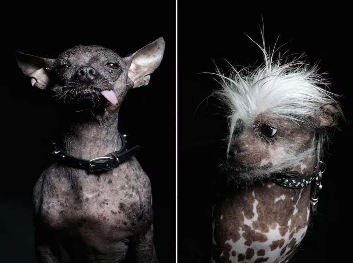 Bald Ugly Dogs In Dark Picture
