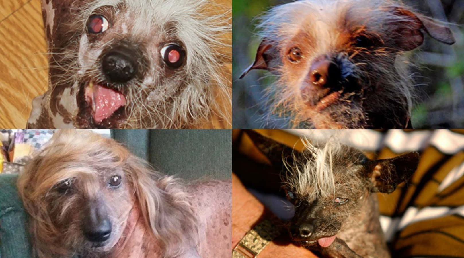 Ugly Dogs With Hair Picture