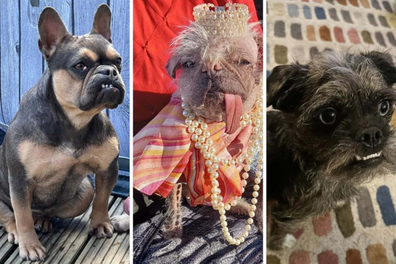 Hässlichehunde Mit Verschiedenen Kostüm-bildern