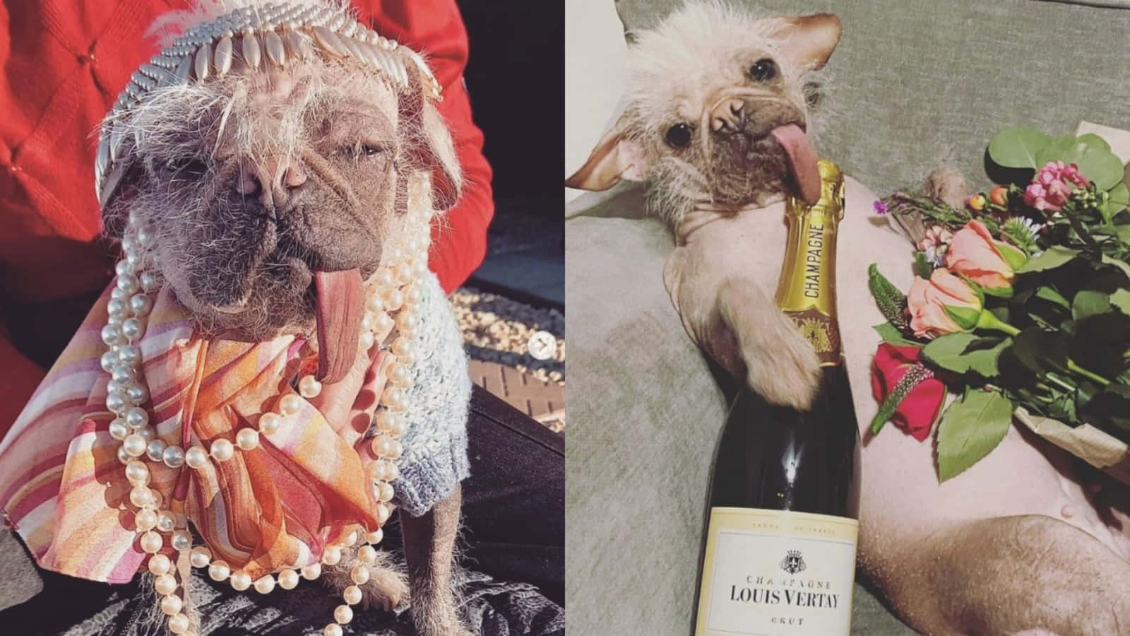 Old Ugly Dogs With Dress And Wine Picture