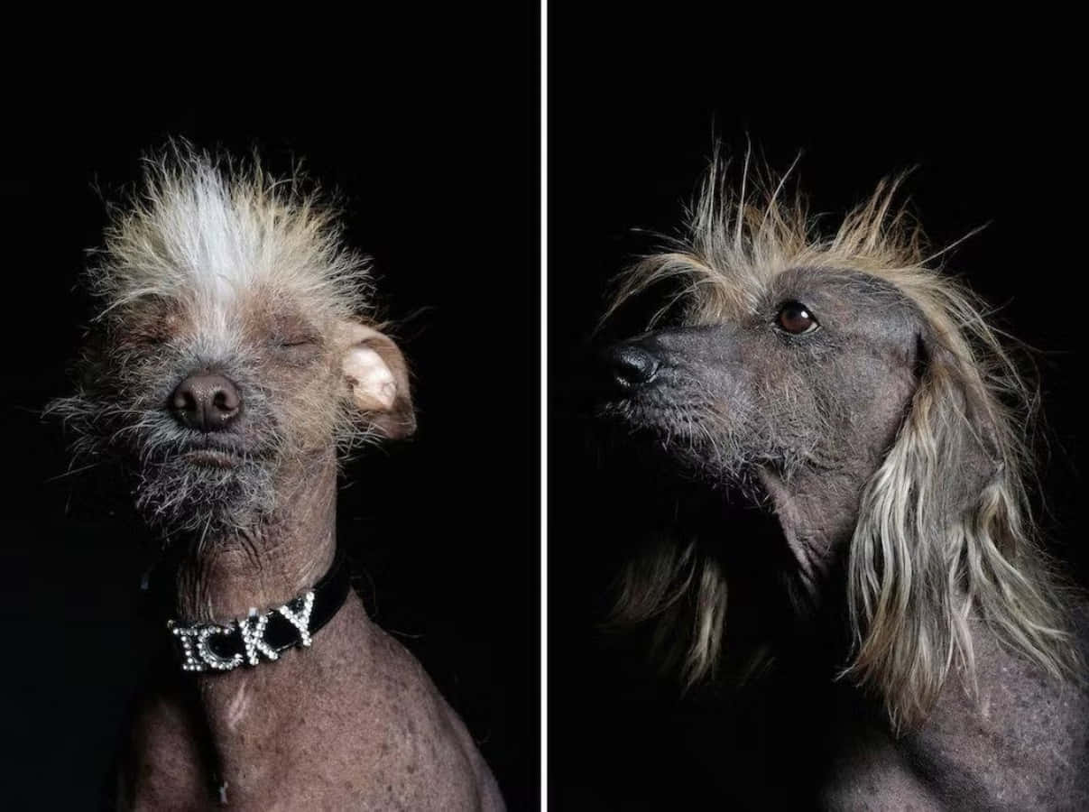 Comedic Compilation of Ugly Canine Beauties