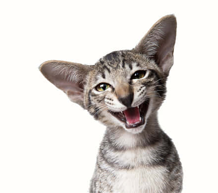 Ugly Funny Kitten Wallpaper