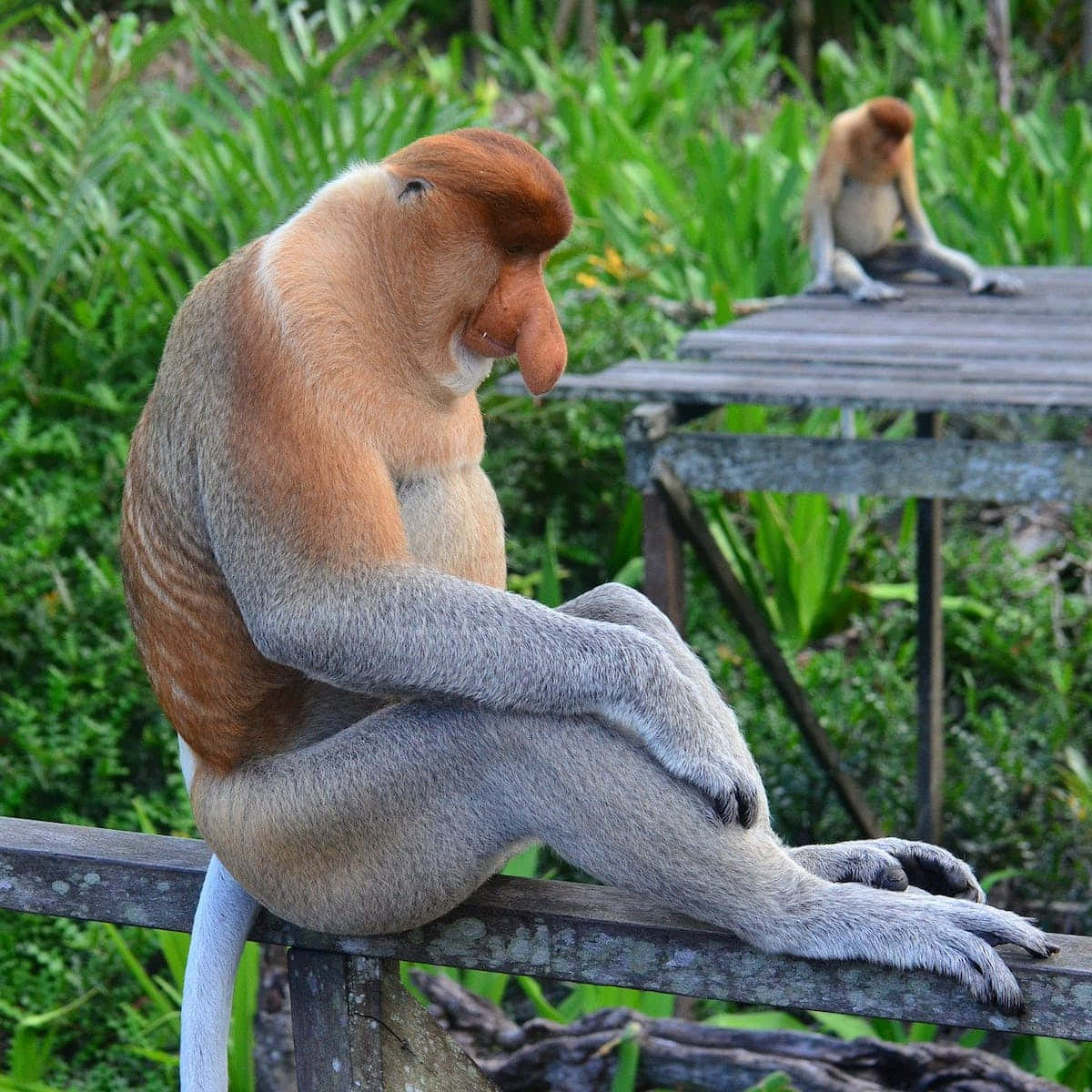 Fotosde Macacos Feios Sentados.