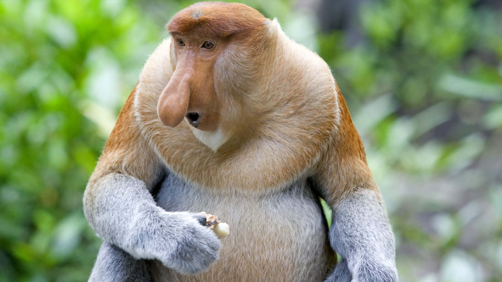 Fat Ugly Monkey Pictures