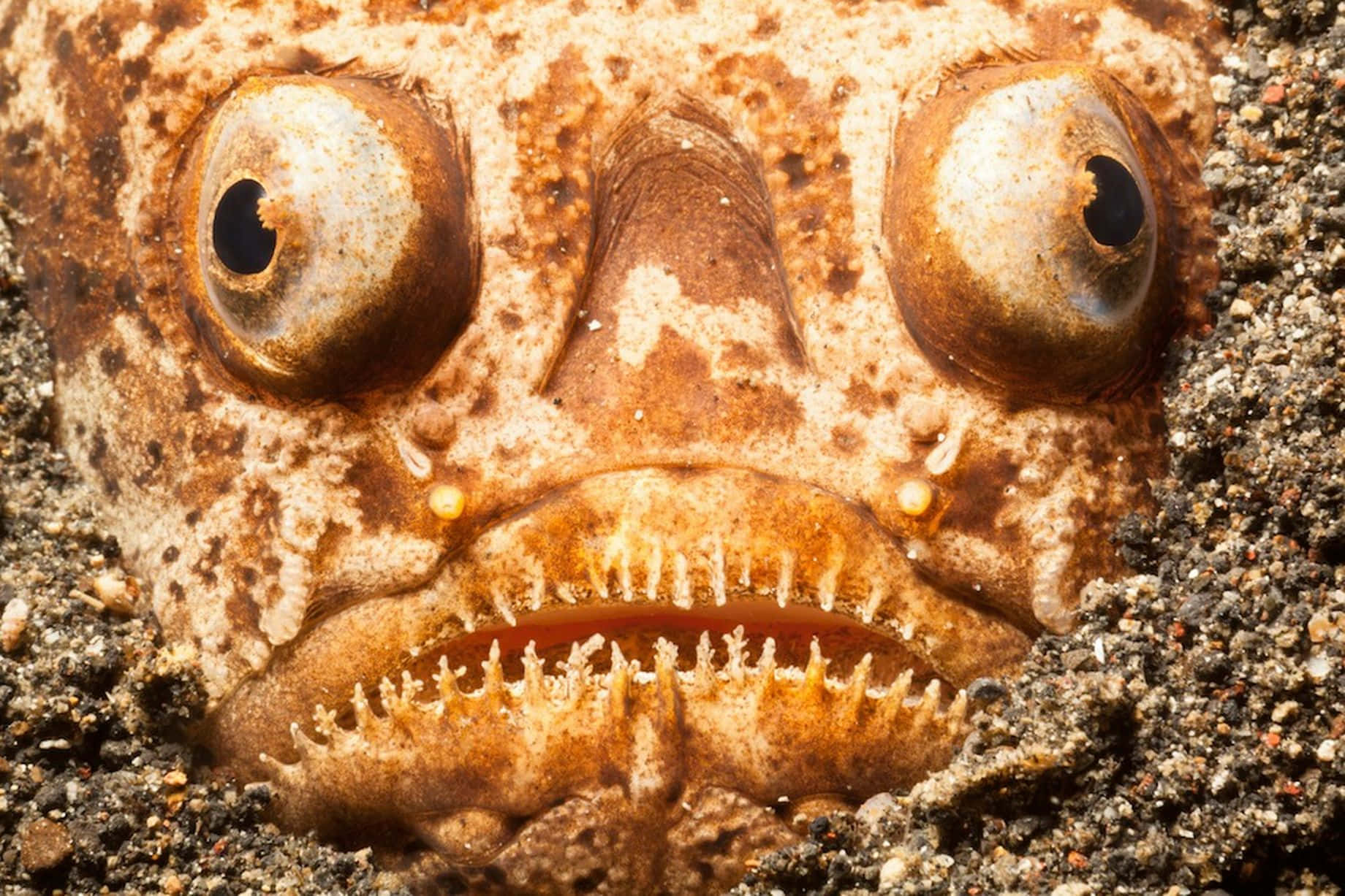 A Fish With A Big Mouth Is In The Sand
