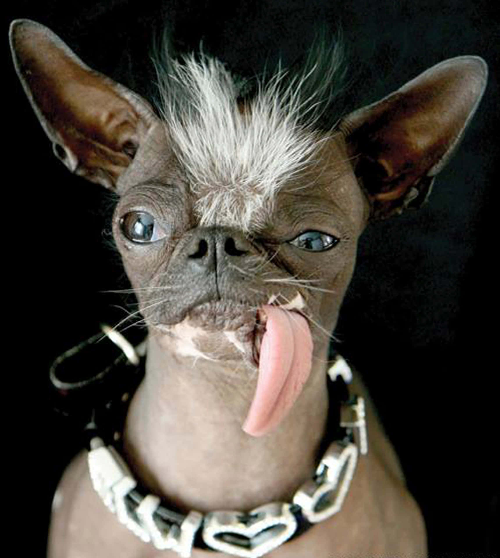 A Dog With A Long Tongue Sticking Out Of Its Collar