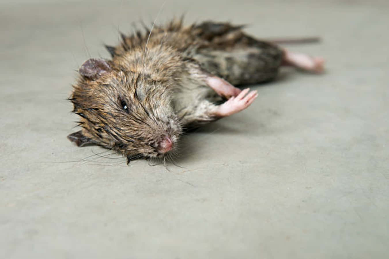 Våd Beskidt Grim Rat Billede