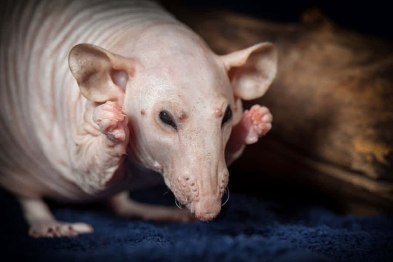 Hairless Mole Ugly Rat Pictures