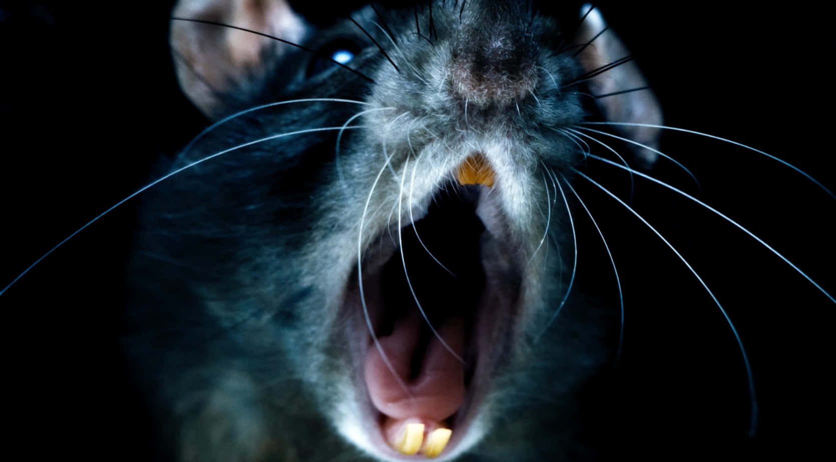 Black Screaming Ugly Rat Picture