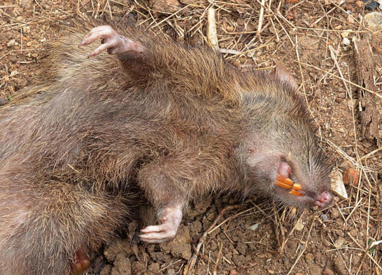Schlafenderboden Hässliches Rattenbild