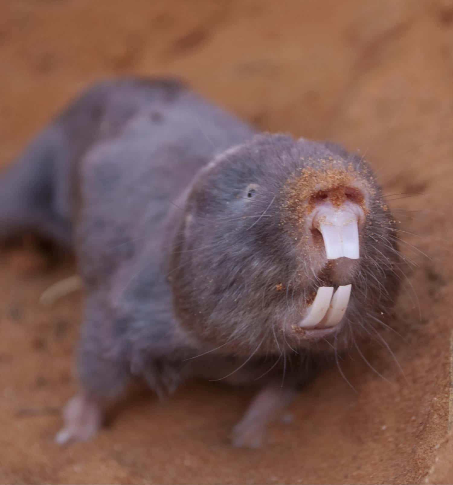 Captivating Close-Up of Unusually Ugly Rat