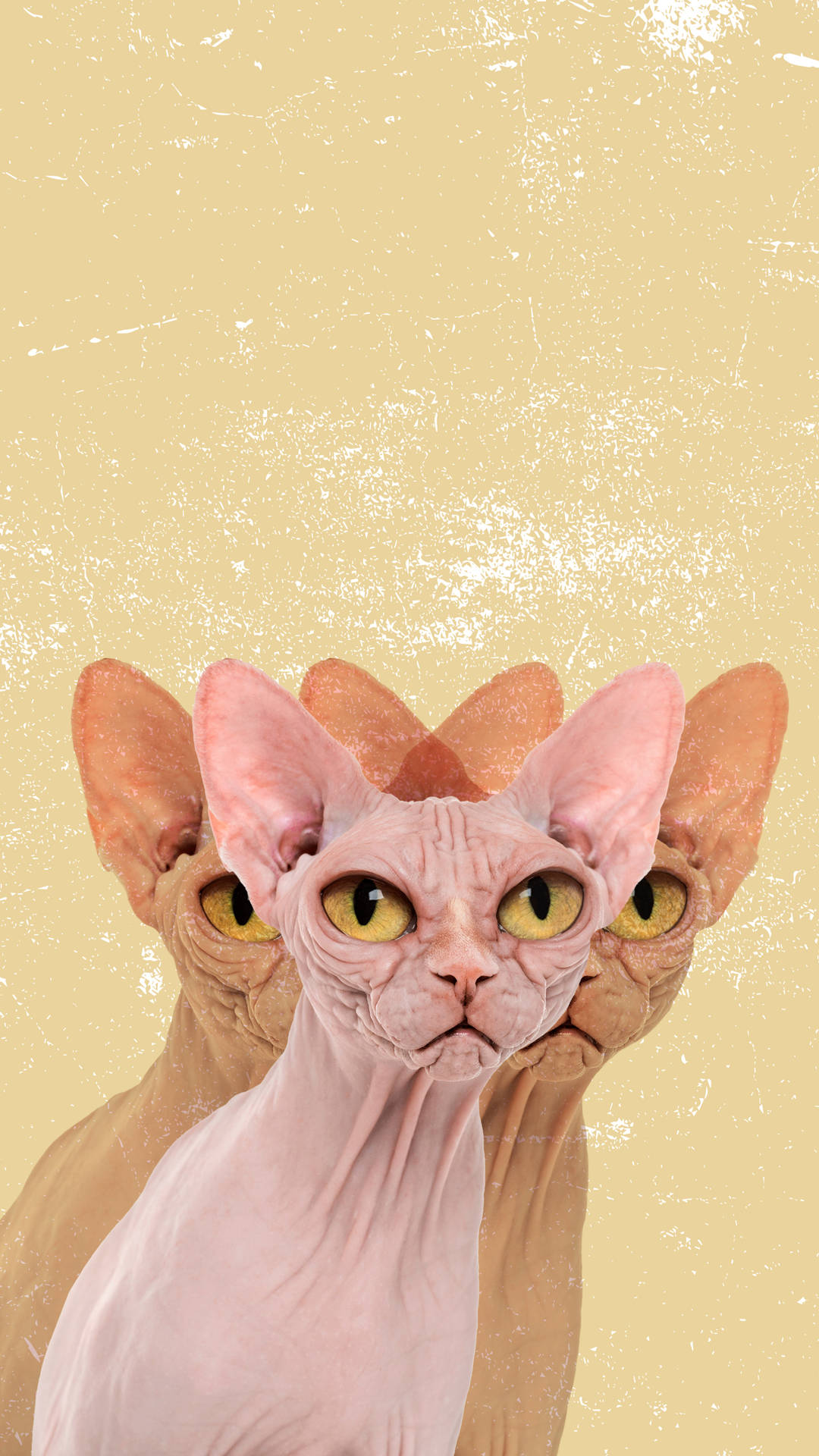 The Unconventional Beauty of a Sphynx Cat Wallpaper