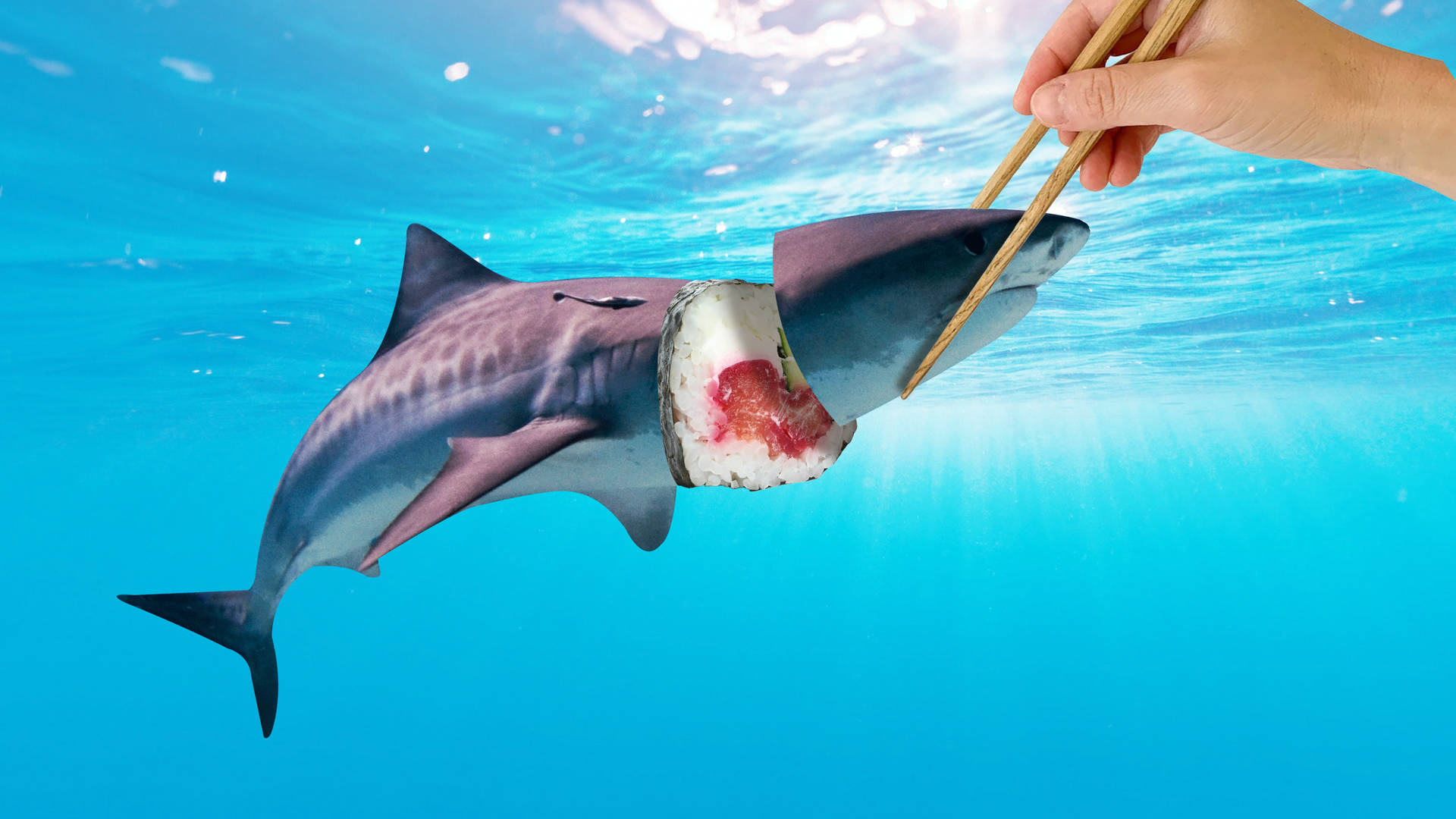 Tiburónde Sushi Feo Fondo de pantalla