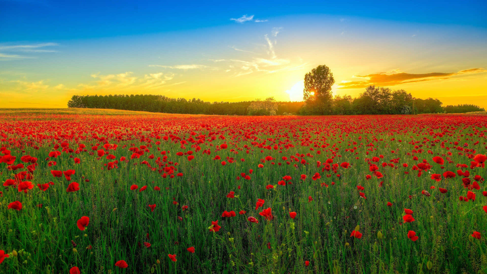 Red Poppies In The Field At Sunset