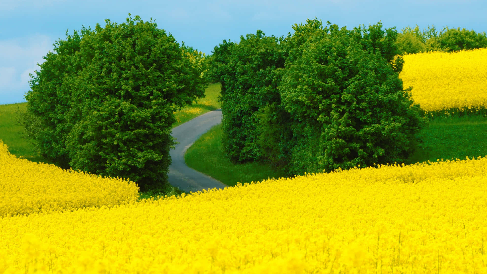 A Yellow Field With Trees And A Road