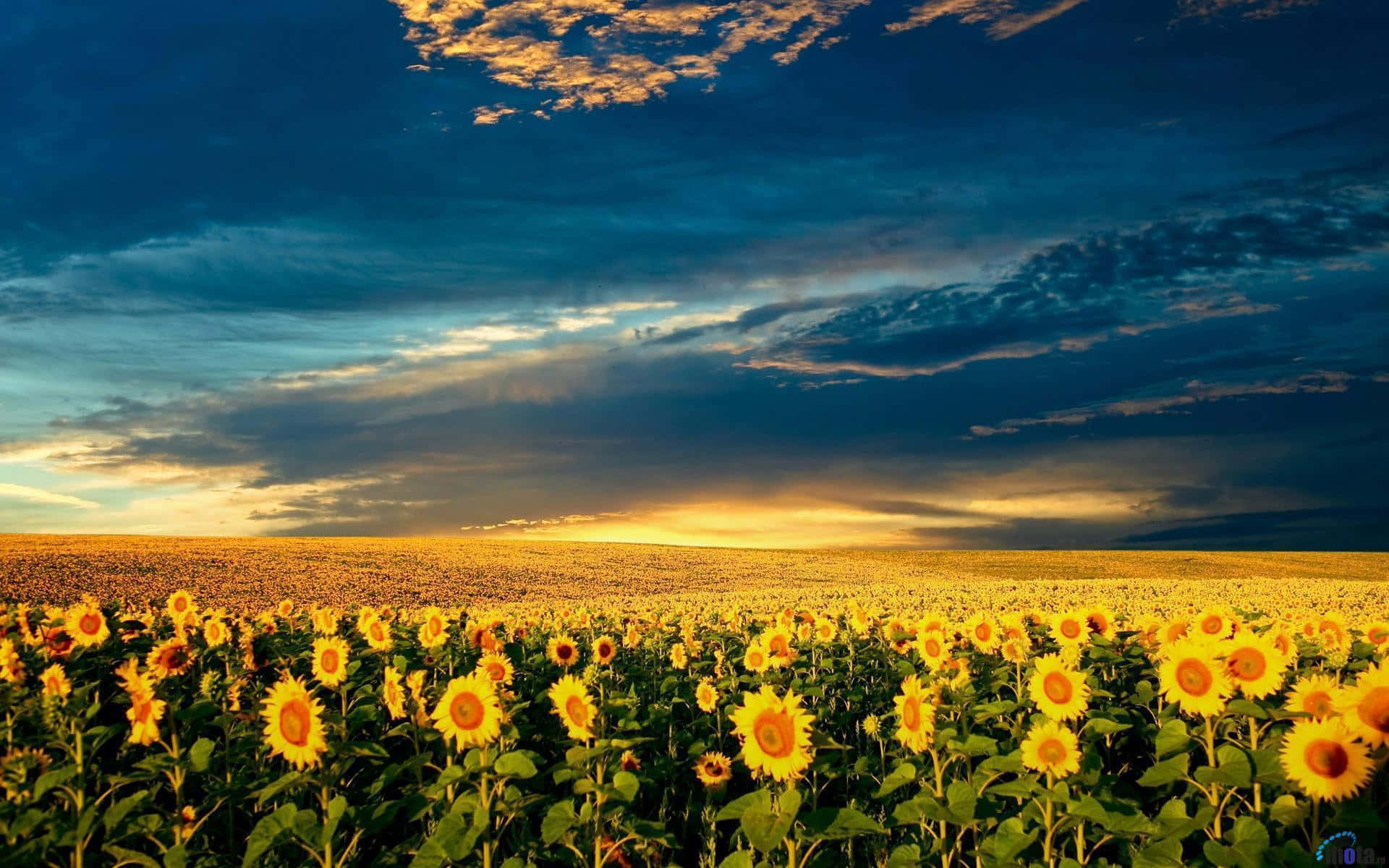 Sunflowers In The Field At Sunset