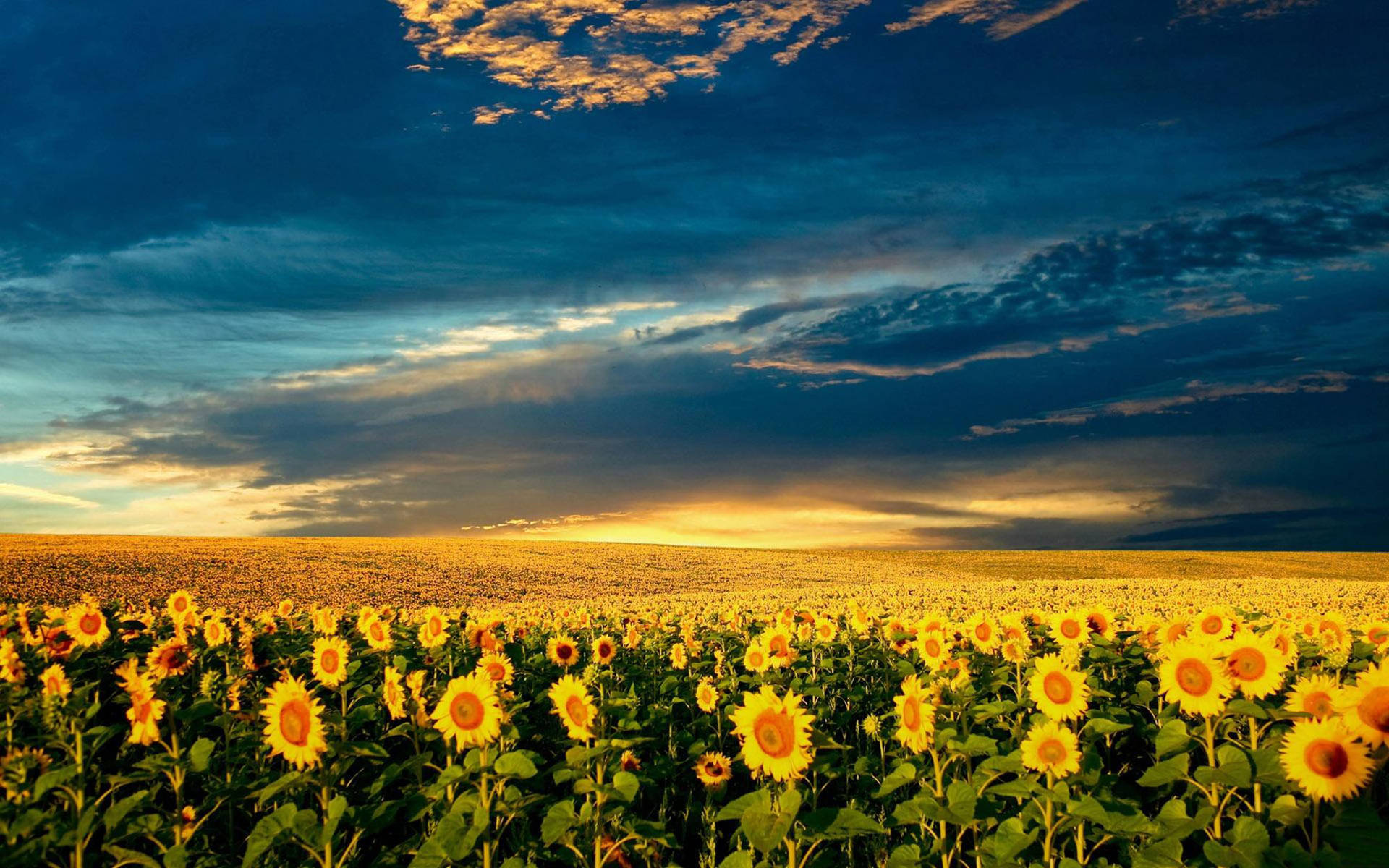 Stunning Sunflower Fields of Ukraine Wallpaper