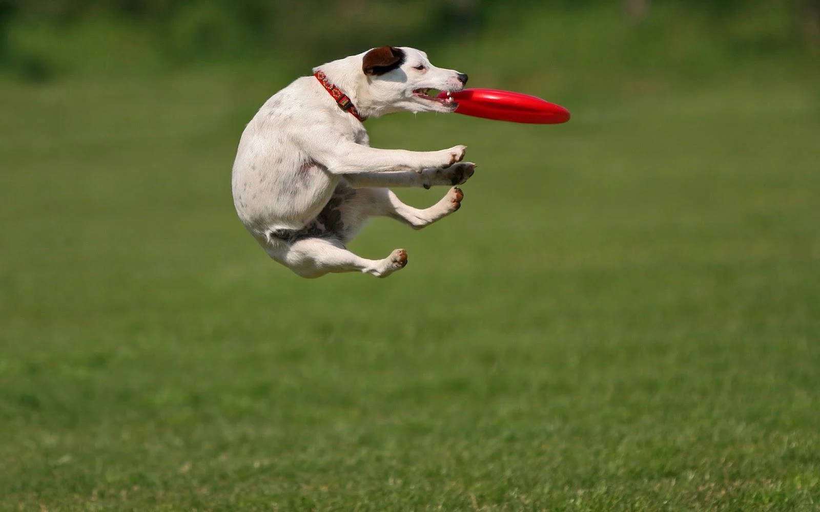 Ultimate Frisbee Dog Training Wallpaper