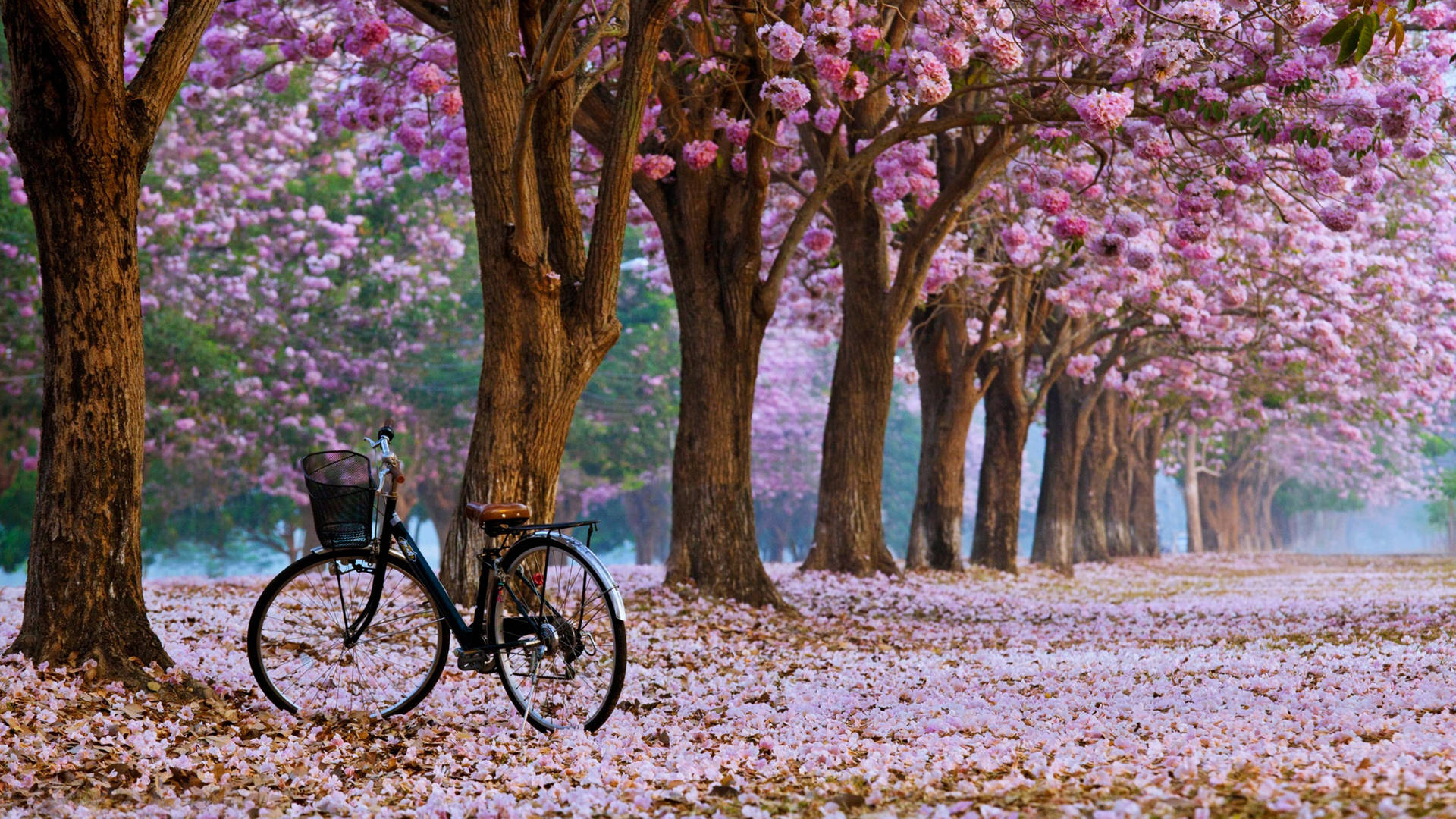 Bici Ultra Hd Sul Portatile Cherry Blossom Lane Sfondo